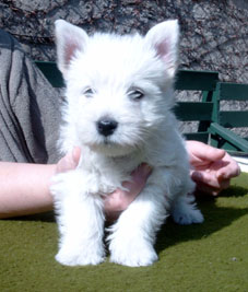 oskar1.JPG