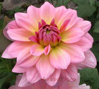 wunderschönes Farbenspiel