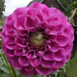 Magentafarbene Pompondahlie