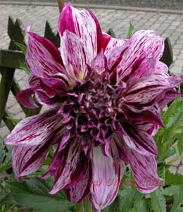 Diese hat einen "Kragen" und sieht in Natura noch viel schöner aus