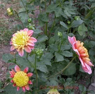 Eine niedrige Sorte, auch mit "Kragen" und wunderschönen warmen Farben