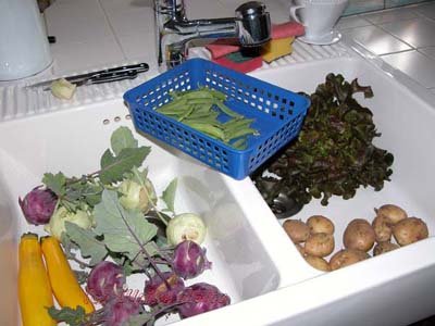 Die erste nennenswerte Ausbeute. Das Festmahl bestand aus butterzarten Kohlrabi in Sahnesoße, Pellkartoffeln und einem knackigen Salat. Die Zuccini wurden am nächsten Tag verarbeitet und die ersten Zuckererbsen wurden nebenbei roh vernascht