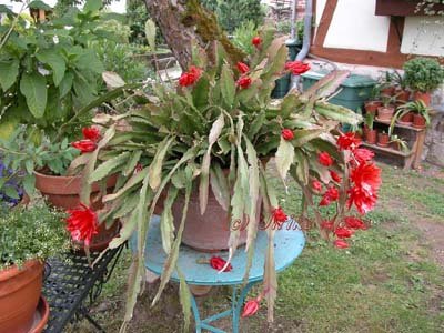 Dieser Blattkaktus hört auf den Namen &quot;Disocactus&quot;. Die Pflanze stammt aus dem Haushalt des Hausherrn und kam völlig zerzaust in unseren gemeinsamen Hausstand. Ich habe sie völlig auseinander genommen - und das ist nach 5 Jahren nun das Ergebnis