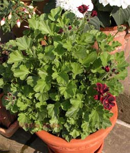 Gestatten, Lord Bute - ich stamme aus einem sehr alten, englischen Geschlecht. Ich bin eine s.g. Regale-Pelargonie und meine Blütenfarbe ist ein sehr dunkles Rot, außen mit einem etwas helleren Rand. Zusammen mit den dunkelgrünen, rundlich gezackten Blättern sehe ich wirklich sehr adlig aus. Leider bin ich keine Duftpelargonie, aber ich finde, dass ich auch ohne Duft ein wunderbares Bild abgebe