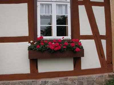 so sehen alle 4 Fensterkästen auf der Nordseite (Eingang) aus. Die Geranien können im September durch Stecklinge vermehrt werden.