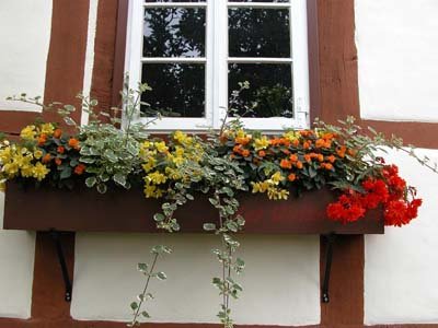 fenster_ost.jpg (40.86 KiB) 19029 mal betrachtet Das sind Begonien, sie werden im September einfach durch Stecklinge vermehrt. Da die fertigen Pflanzen nicht gerade billig sind, wird sich die einmalige Ausgabe in 2 Jahren "amortisiert" haben