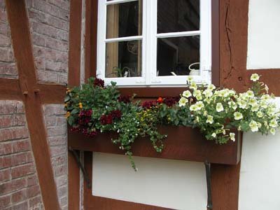 Eine gemischte Bepflanzung mit sonnenhungrigen Sommerpflanzen finden sich in beiden Kästen auf der Südseite. Darin steckt auch noch eine Seltenheit: drei Hängegeranien einer alten Sorte, Blütenfarbe fast schwarz