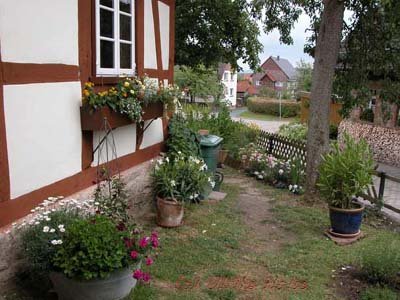 Die Rosen hinter dem Birnbaum sind ein Geschenk lieber Nachbarn zu unserem ersten Sommerfest vor ein paar Tagen