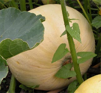 Der erste von insgesamt 4 Riesenkürbissen hat mitlerweile etwa 50 cm Durchmesser erreicht. Man kann zuschauen, wie er immer größer wird. <br />Auf die erste Kürbissuppe freue ich mich schon. Vermutlich muss ich die ganze Nachbarschaft einladen, um die Ernte zu verarbeiten.