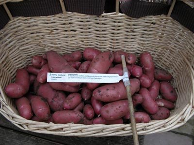 Bin schon gespannt, wie Franceline schmeckt