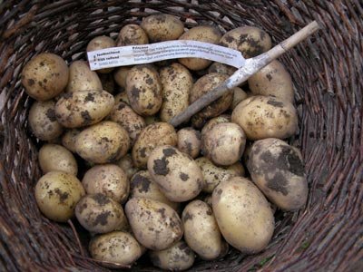 fruehkartoffel_princess.jpg (33.77 KiB) 14254 mal betrachtet Princess schaut auch gut aus