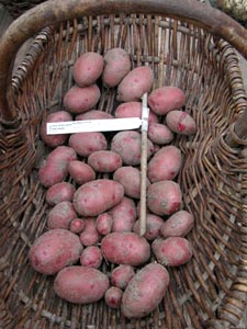 Eine adelige Kartoffel ist Red Duke of York