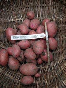 Last, but not least: Rosara