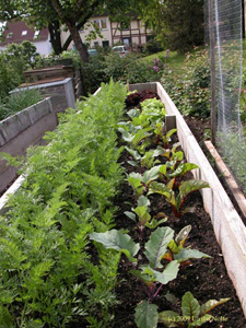 Möhren, Mangold, Kohlrabi und Salat in einem Beet. Die Möhren (zwei alte Sorten) habe ich ebenfalls vorgezogen