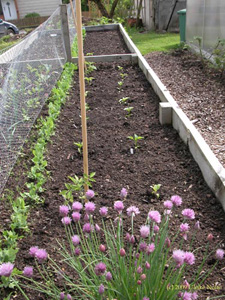 Wildtomaten und verschiedene Paprikasorten. Links im Bild Palerbsen und (schlecht zu erkennen) Lauch, Sellerie und Kohlrabi. Weiter hinten im gleichen Beet treiben gerade die Buschbohnen aus.