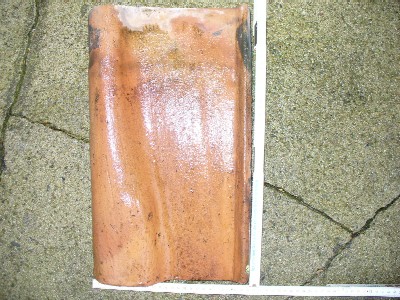 Flachkremper 006.jpg
