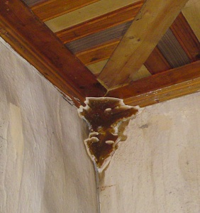 Fruchtkörper-Villa-Wankel-01.jpg